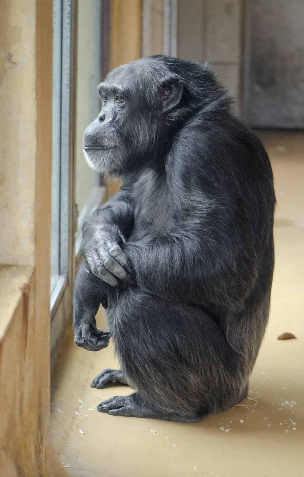 primate noir