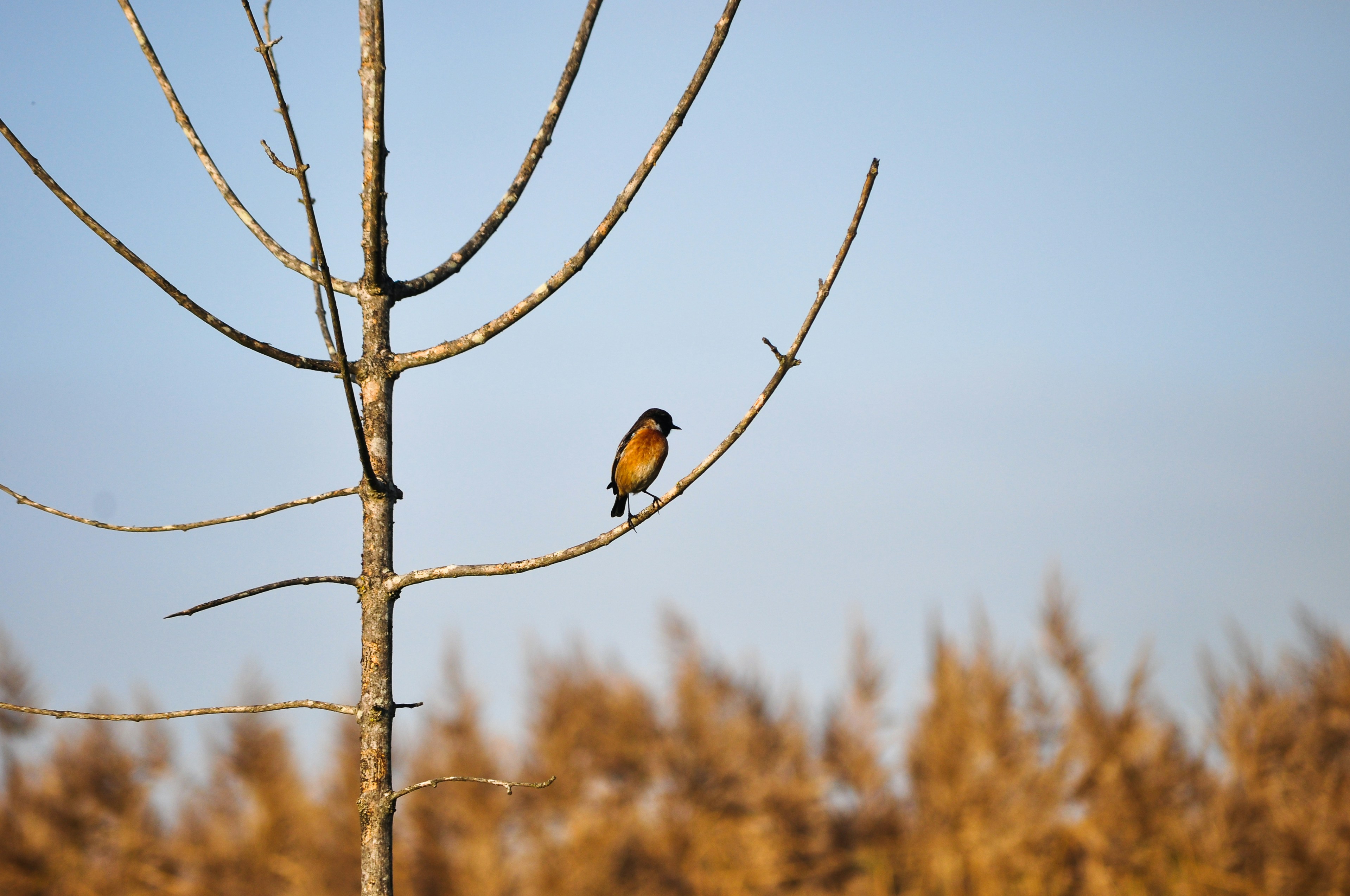 brown and black bird on bare tree