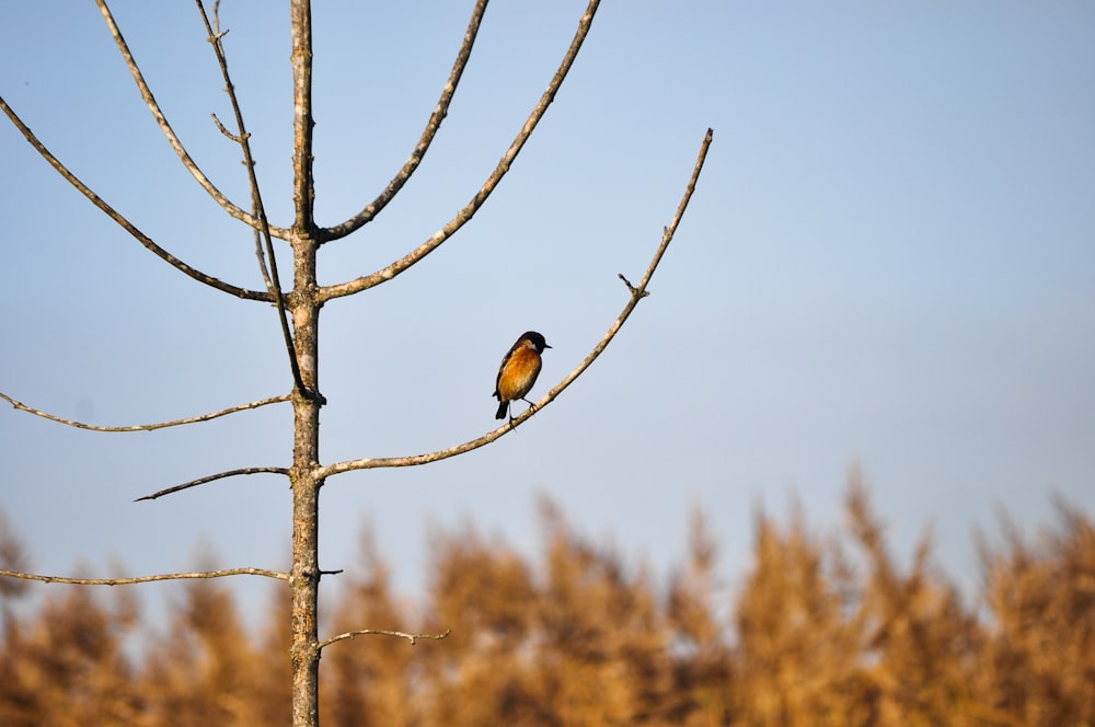 brown and black bird on bare tree