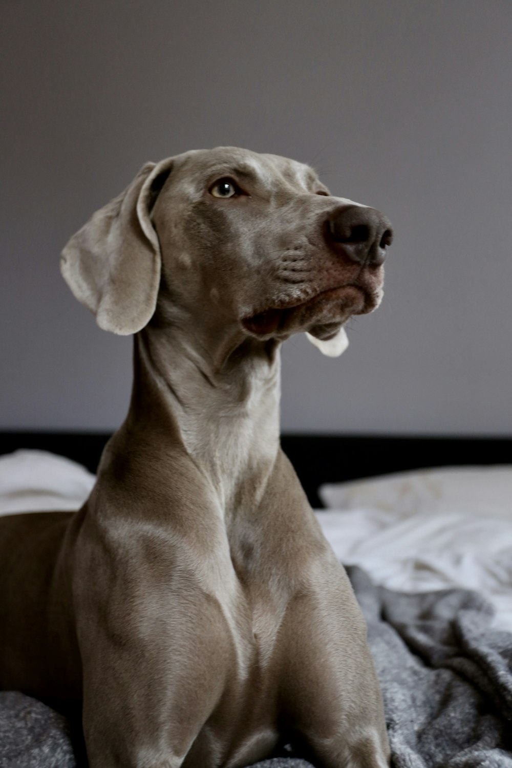 short-coated gray dog lying on bed