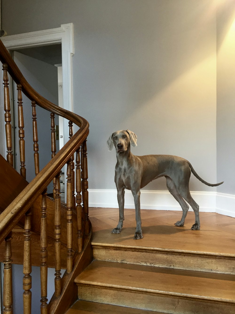 adult blue great dane on the house