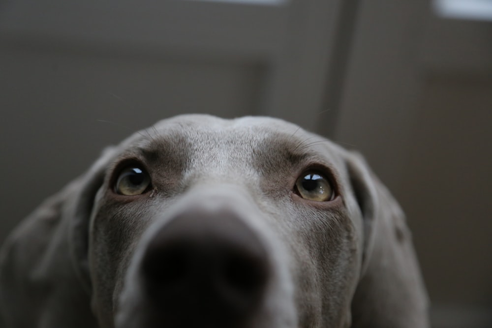 short-coated gray dog