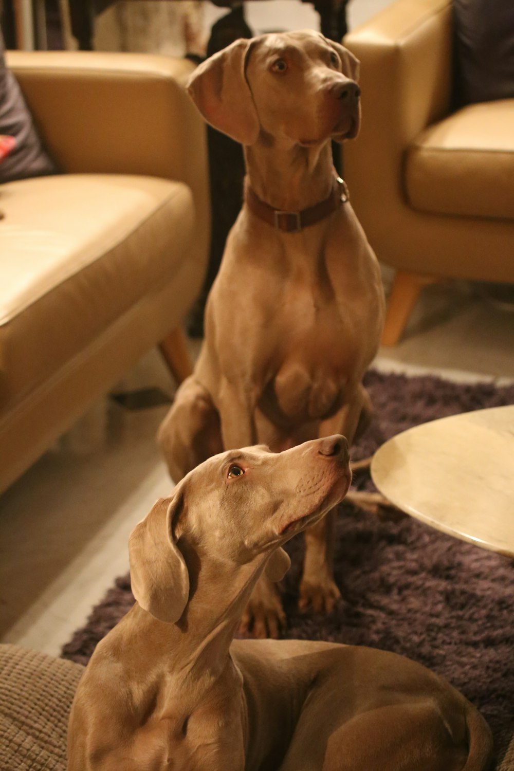 two short-coated brown dogs on area rug