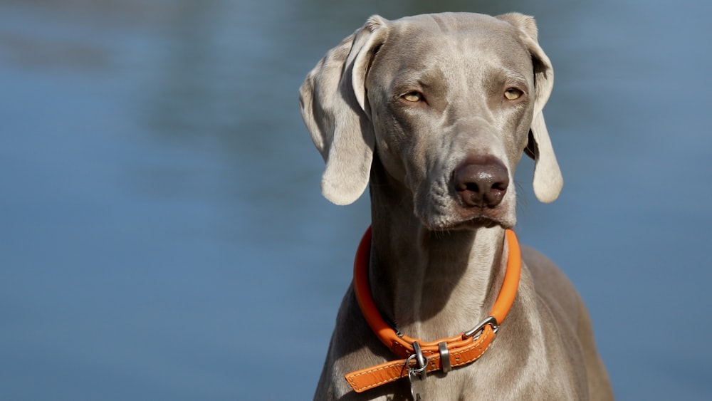 adult gray Weimaraner close-up photography