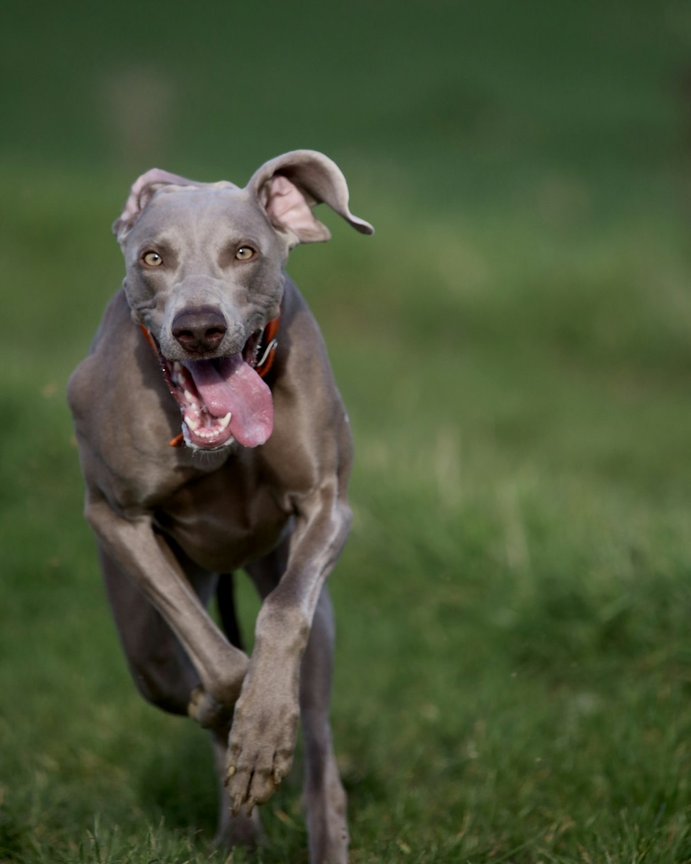 short-coated brown dog