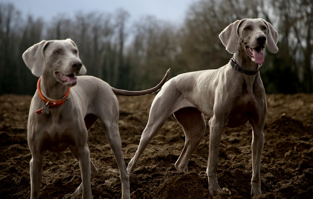 2 brown short coat adult dogs