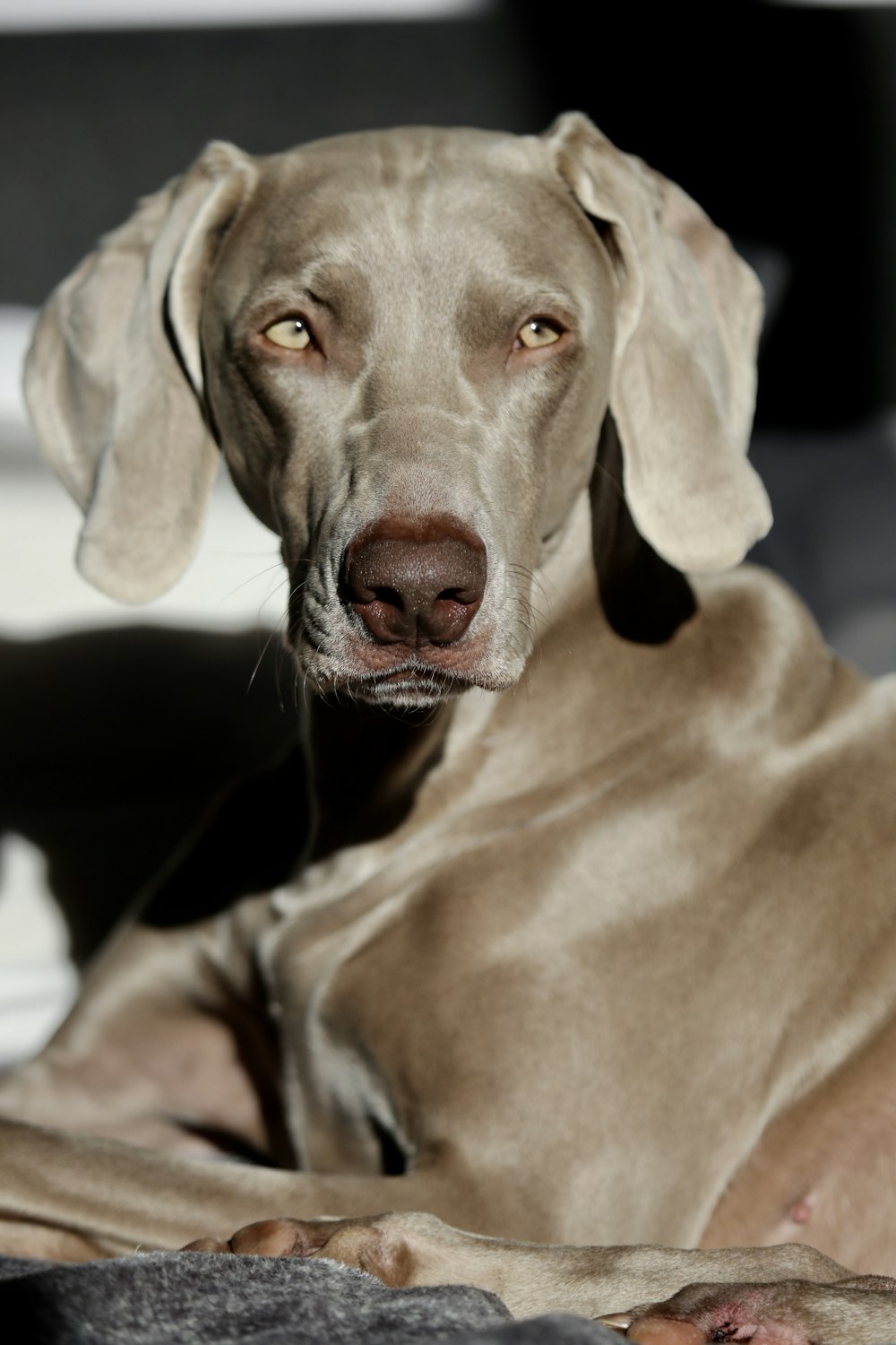 adult blue weimaraner