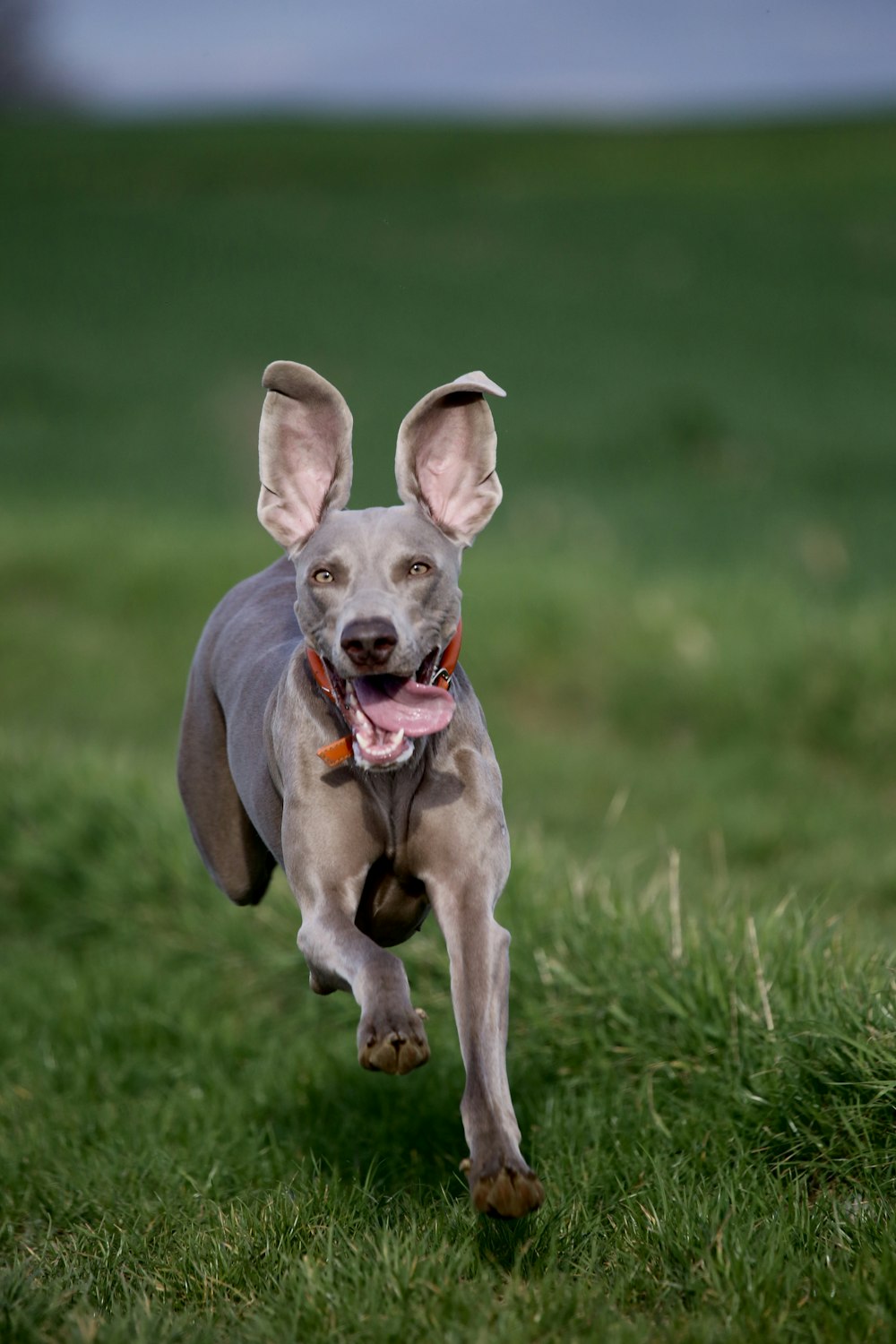 adult blue weimaraner