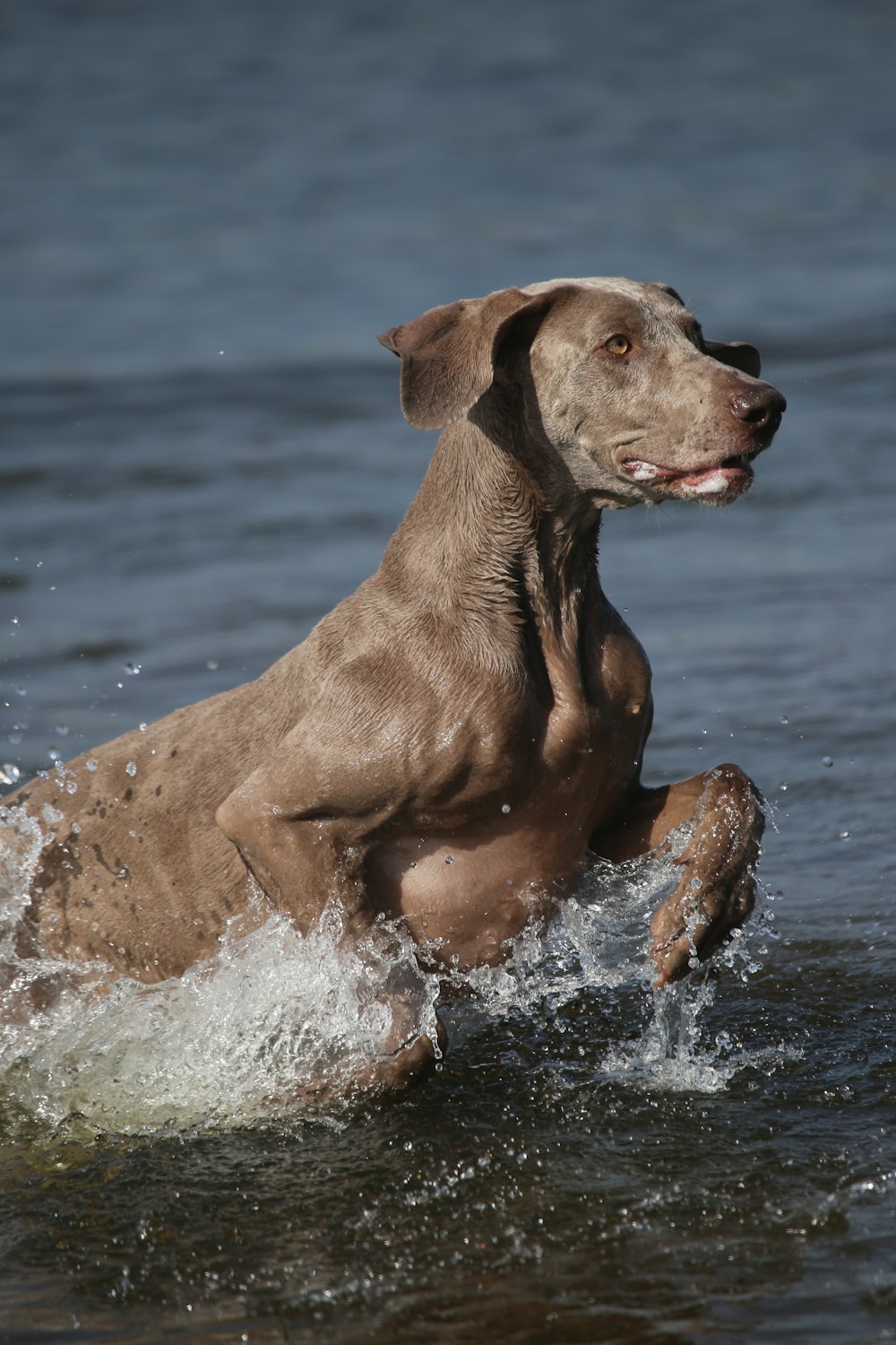 short-coated brown dog in water