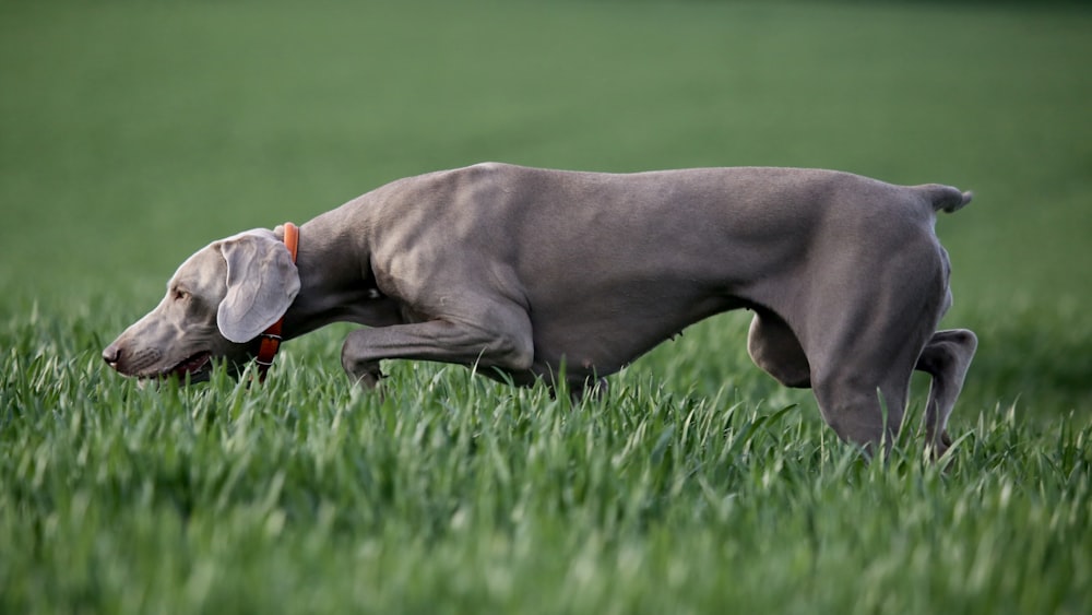 short-coated black dog