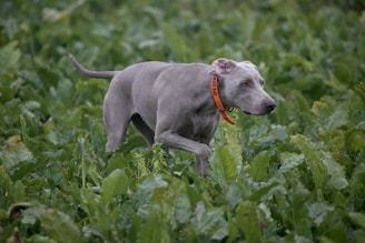 A gray dog with a short coat is wearing an orange collar with black text, moving through a dense field of tall green foliage. The dog's posture indicates it might be tracking or hunting.