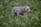 A gray dog with a short coat is wearing an orange collar with black text, moving through a dense field of tall green foliage. The dog's posture indicates it might be tracking or hunting.