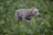 A gray dog with a short coat is wearing an orange collar with black text, moving through a dense field of tall green foliage. The dog's posture indicates it might be tracking or hunting.