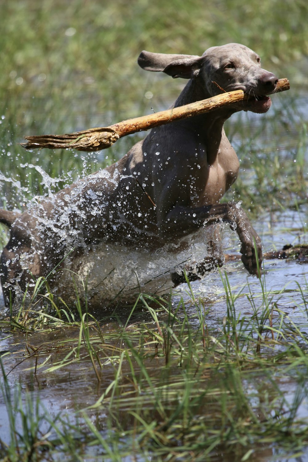 adult weimaraner biting twig