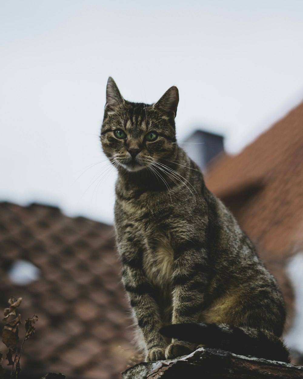 silver tabby cat