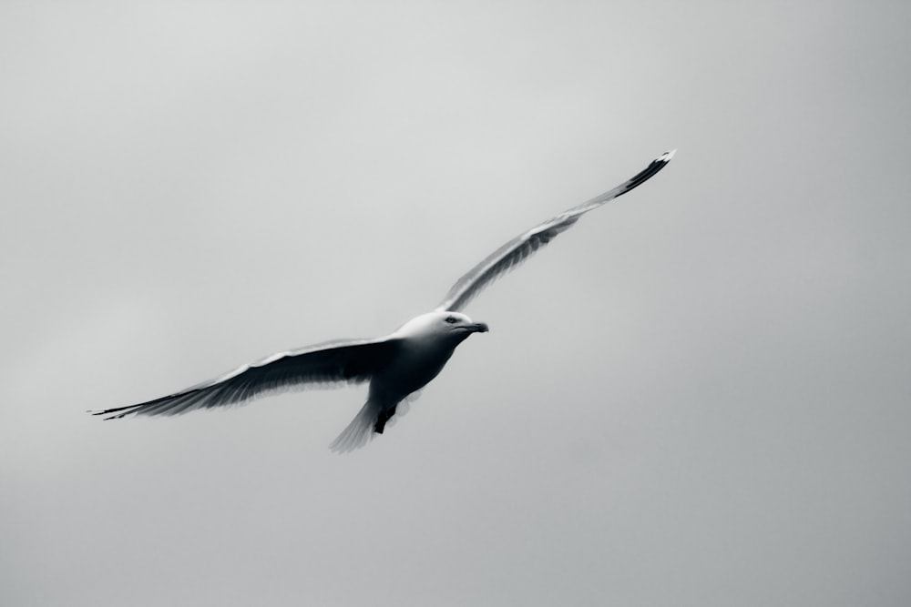 grayscale photo of bird in flight