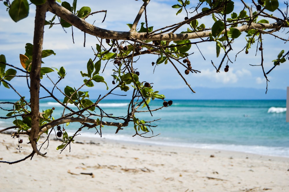 Árbol verde y marrón cerca del cuerpo de agua durante el día