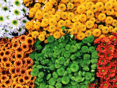 assorted petaled flowers