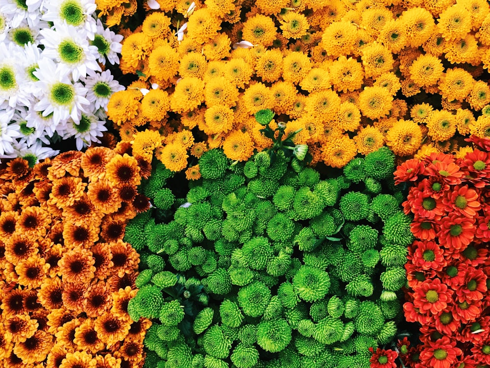 assorted petaled flowers