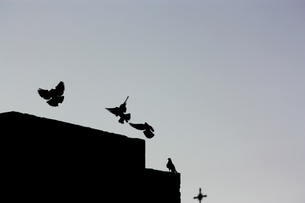 옥상에 있는 새들의 실루엣