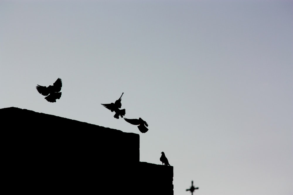 silueta de pájaros en azotea