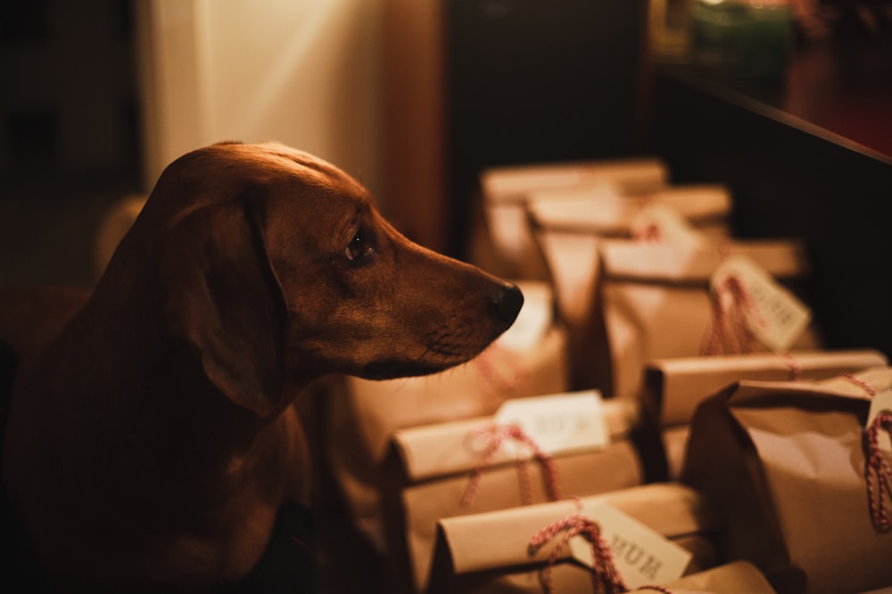 short-coated brown dog near paper bags