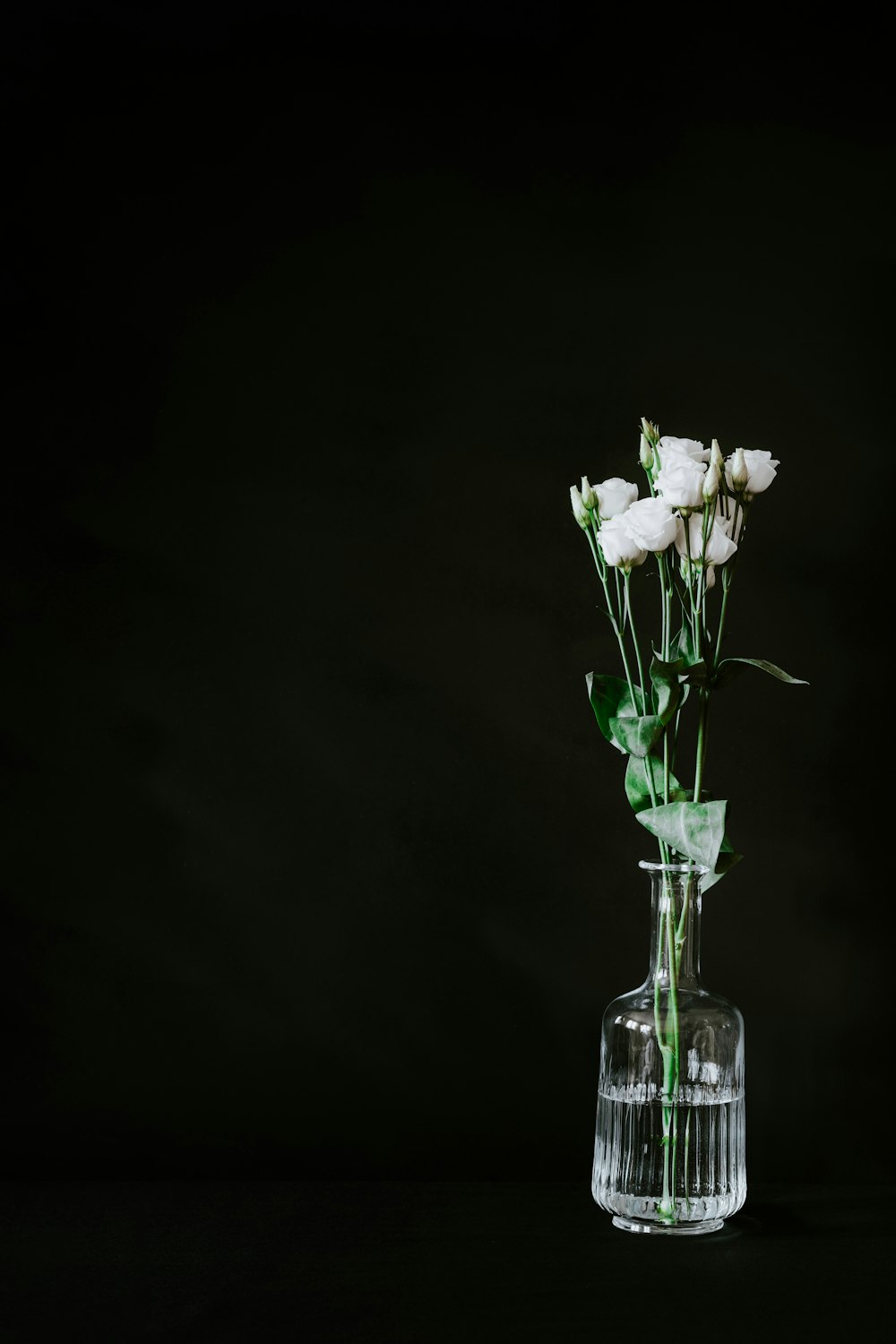 white roses