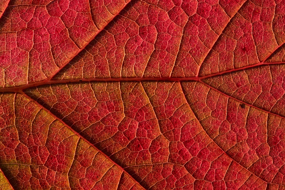 red leaf