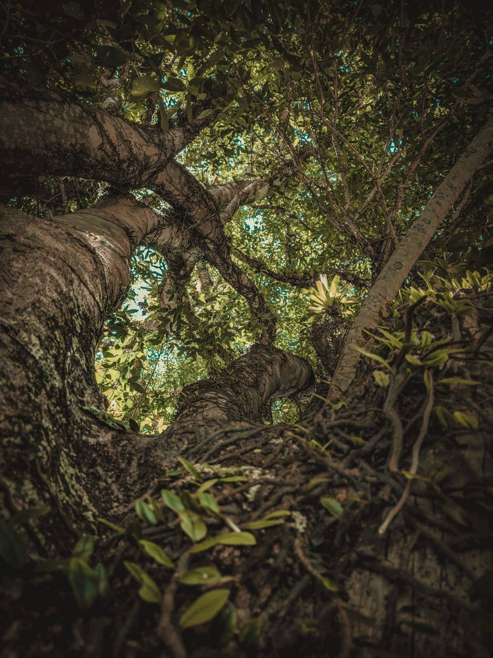 vignes rampant sur un grand arbre vert