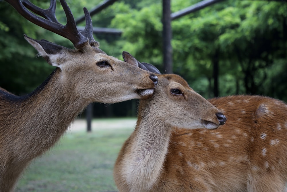 shallow focus photography of two brown deers