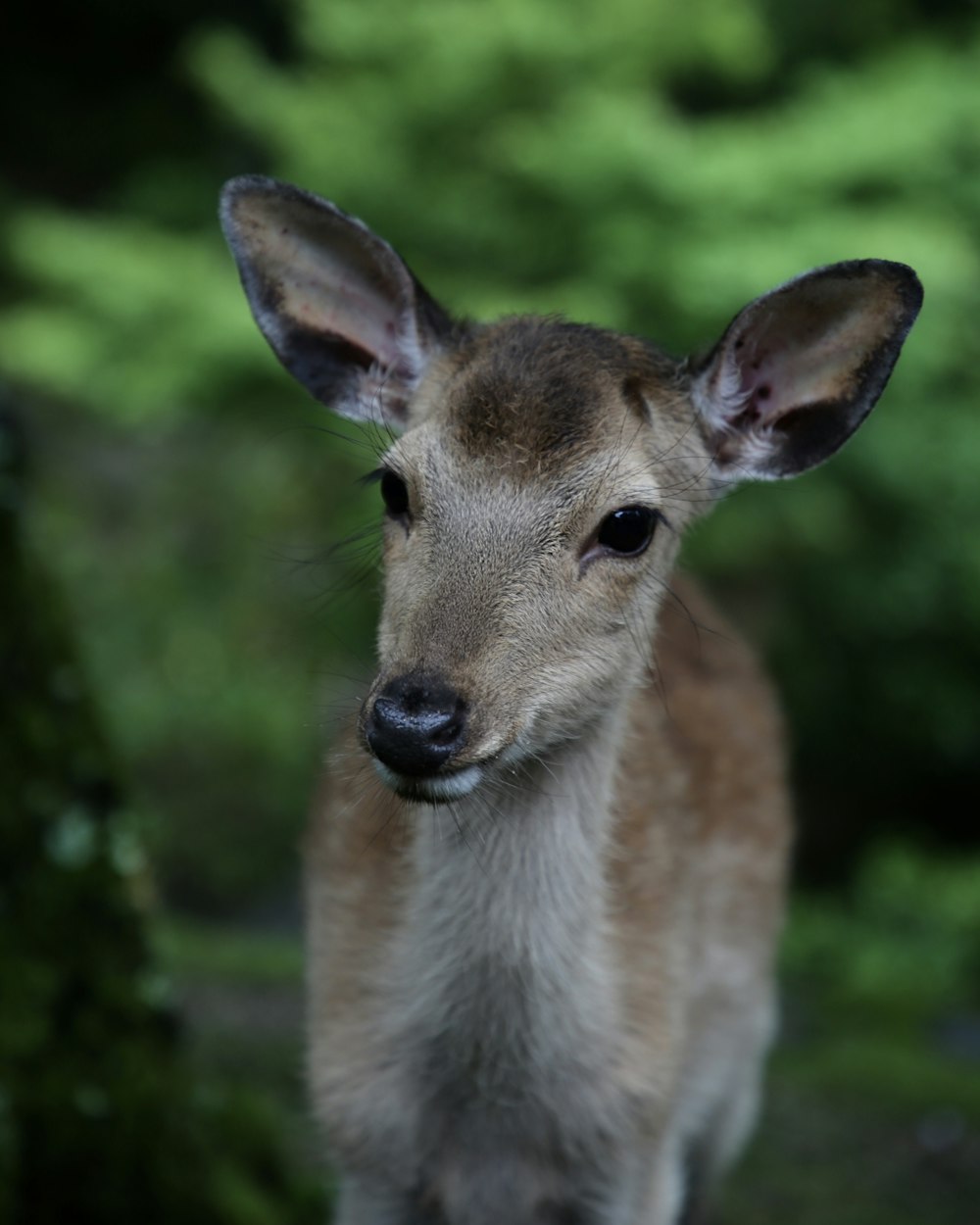 brown deer