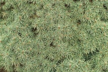 Dense arrangement of green pine needles forming a textured, lush surface.