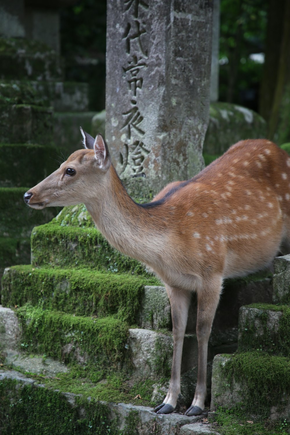 brown deer on gray concrete steps