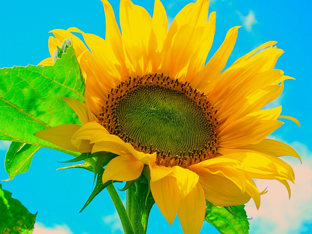 yellow sunflower in close-up photography