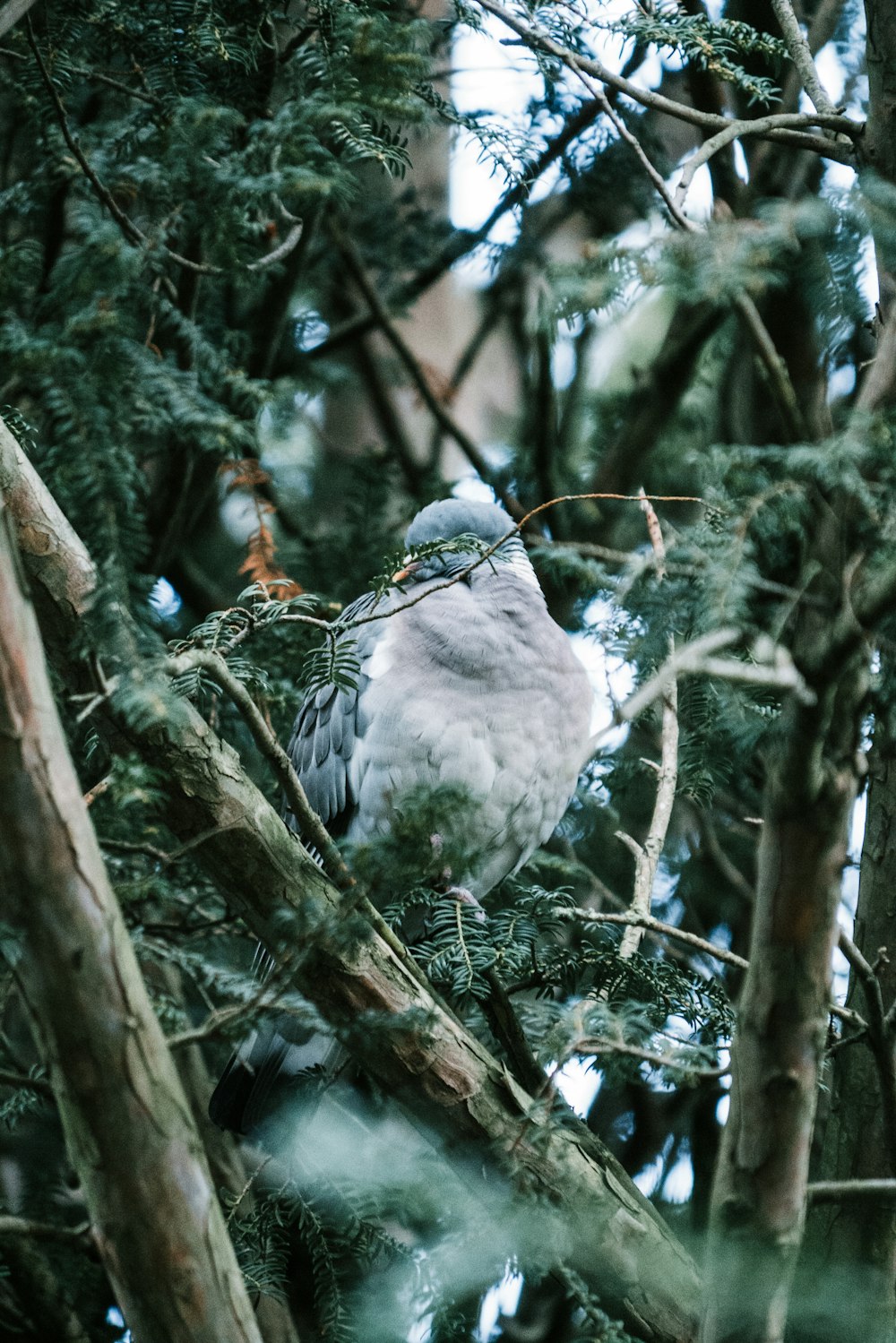 Fotografia de foco seletivo de pássaro cinza na árvore durante o dia
