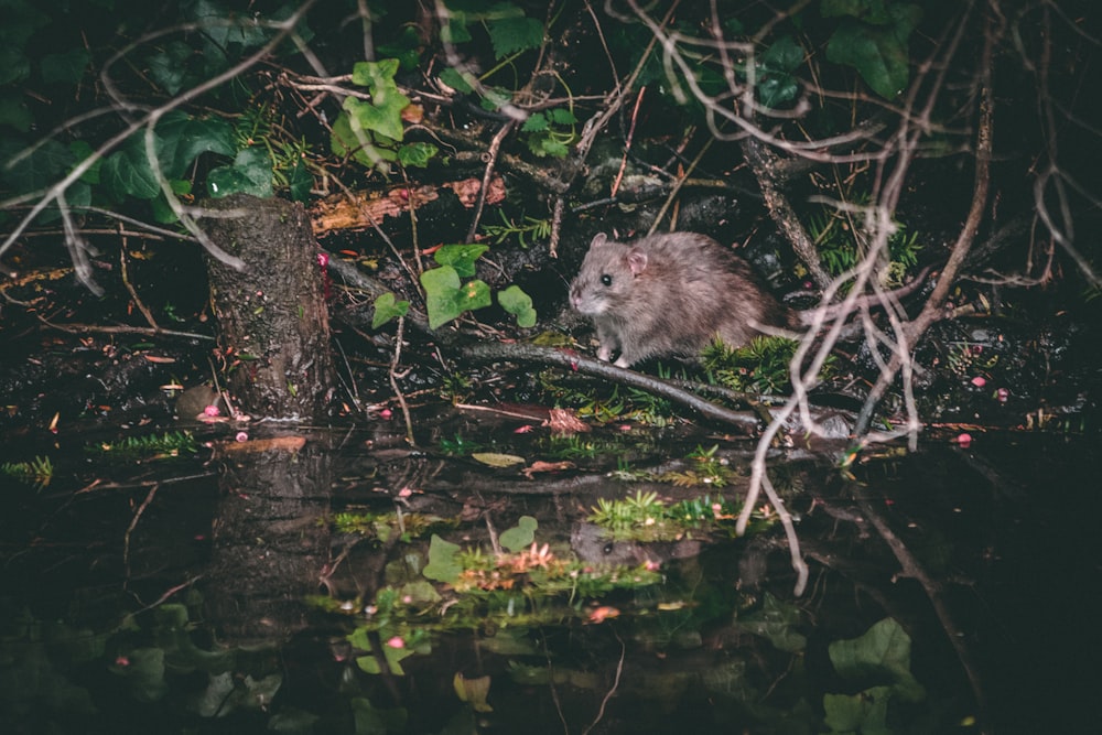 gray rat near tree