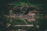 A brown rat is walking along the edge of a pond surrounded by dense green foliage. Its reflection is visible on the water's surface.