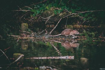 A brown rat is walking along the edge of a pond surrounded by dense green foliage. Its reflection is visible on the water's surface.