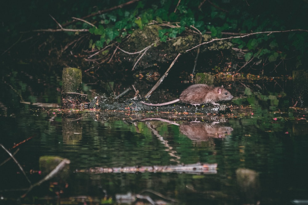 Rata cerca de un cuerpo de agua