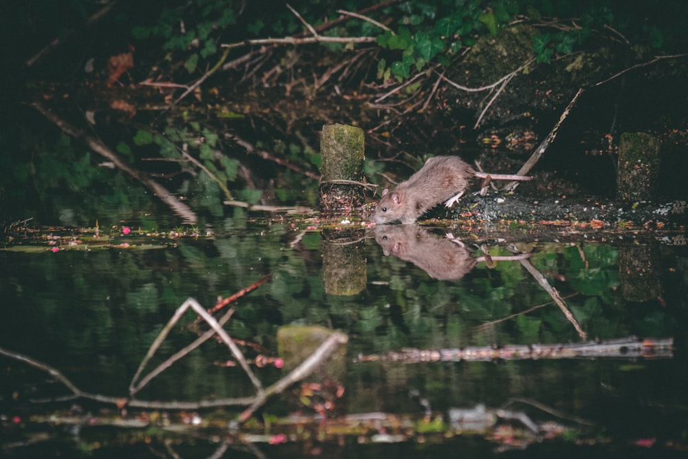 木の近くの水域の近くの灰色のネズミ