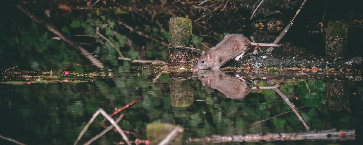 gray mouse near body of water near tree
