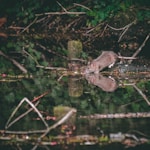 gray mouse near body of water near tree