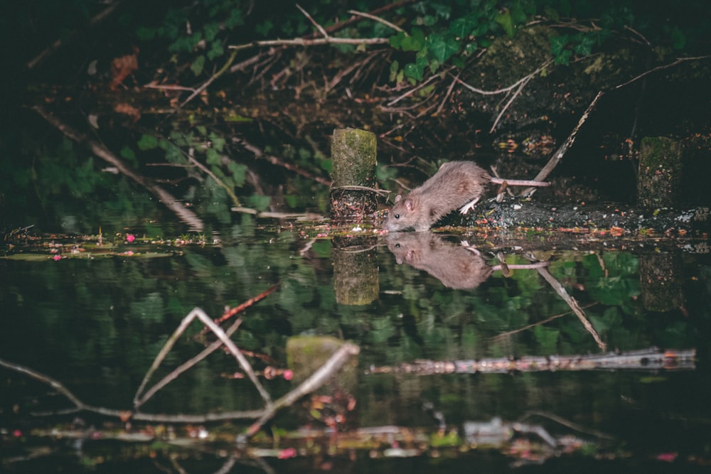 gray mouse near body of water near tree