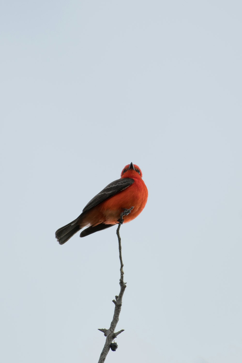 orange and black bird perched on tree branch