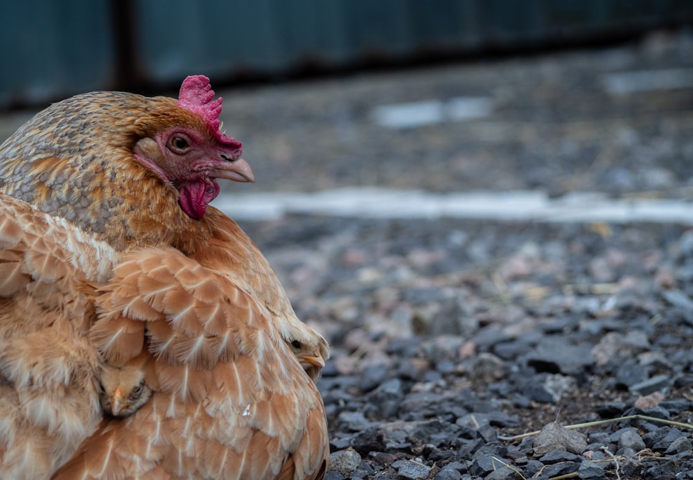 brown hen on ground