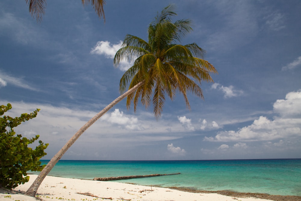 slant coconut tree on shore during daytime