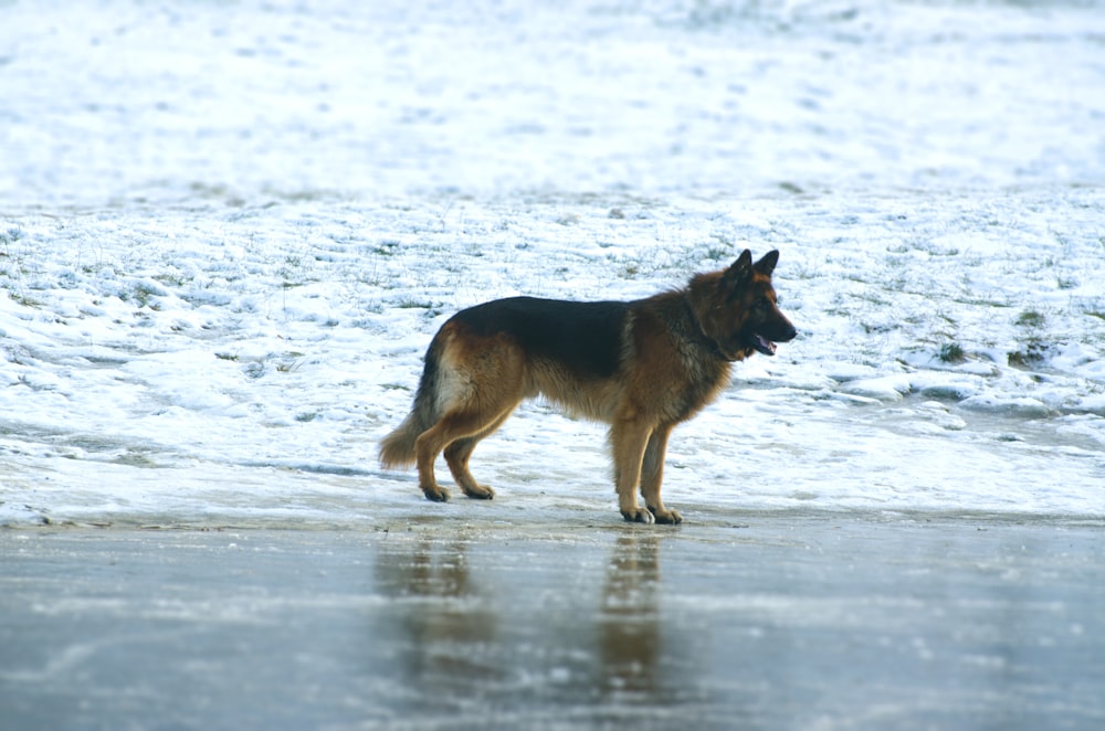 adult German shepherd standing beside body of water