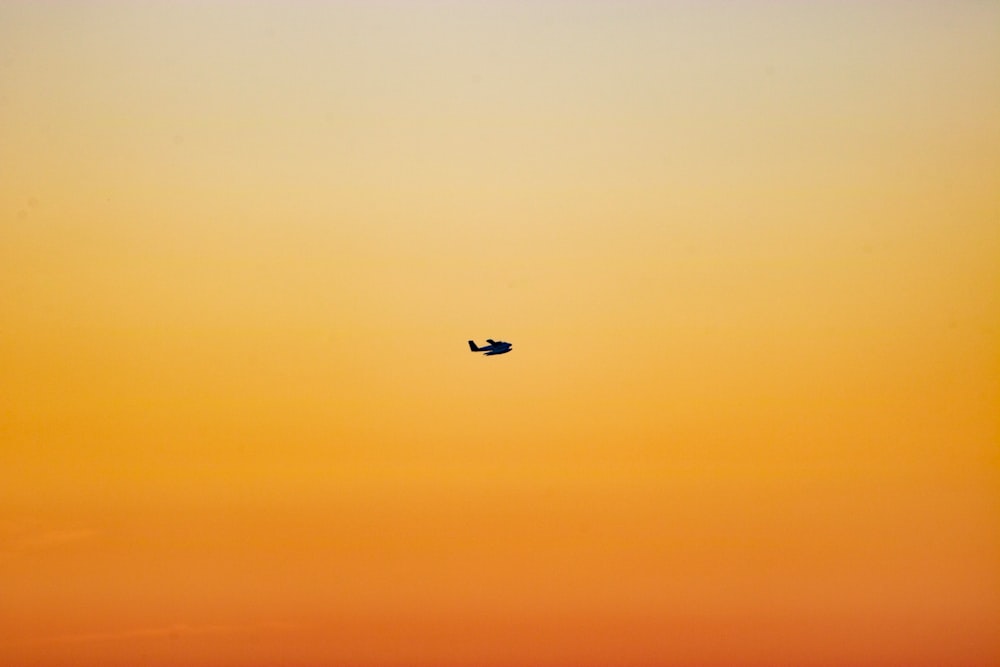 selective focus photography of flying bird during golden hour