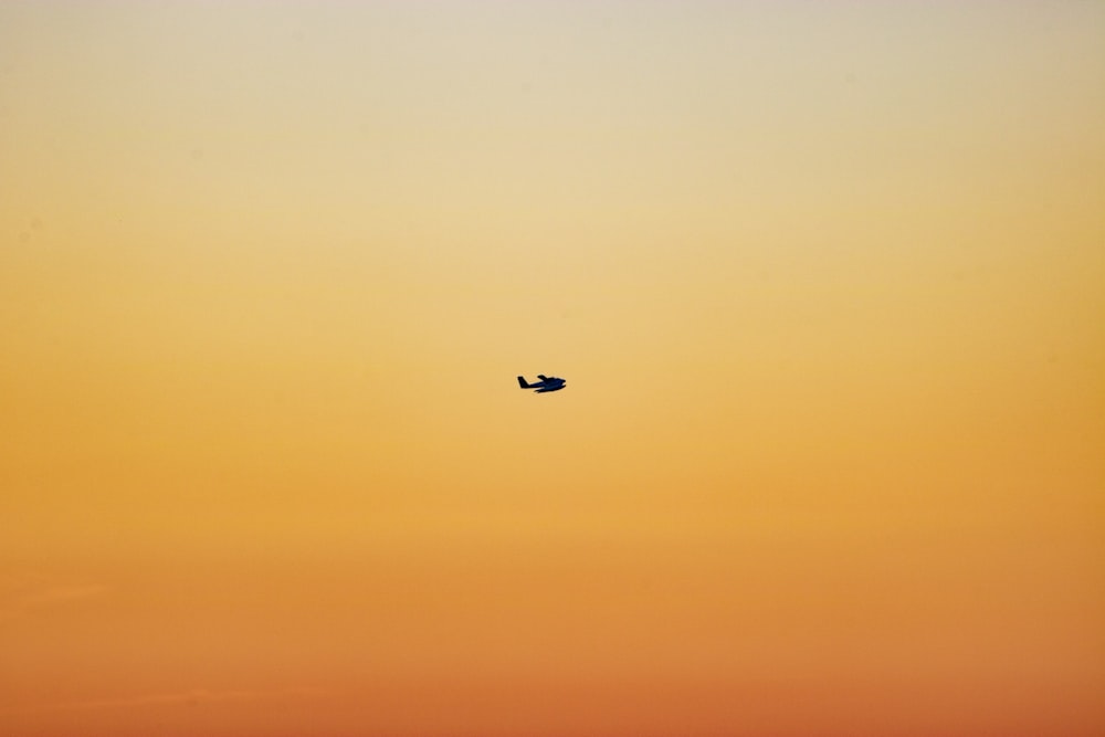 selective focus photography of flying bird during golden hour