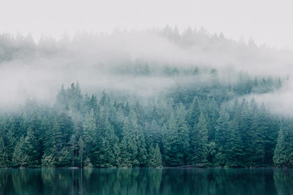 Bosque en calma junto a un lago, ambiente de retiro